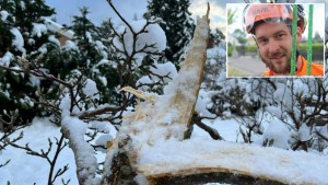 Expertens råd vid snöskador: "Ge trädet en chans" • Tipsen – så bör du såga