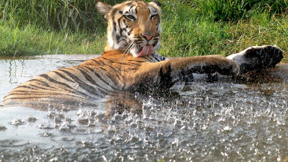 Antalet tigrar i världen ökat med över 40 procent sedan 2015.