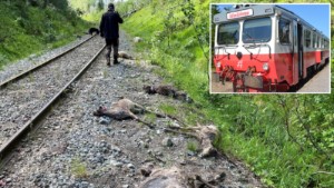 Blodig massaker längs Inlandsbanan • Över 60 renar överkörda av tåg • Samebyn: "Fruktansvärt"