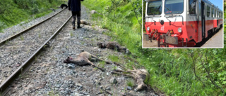 Över 60 renar överkörda av tåg • Samebyn: ”Det var fruktansvärt”