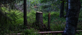 Självklart ska vi ha skogsreservat i Sverige