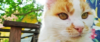 Insändare: Regeringen vill straffa dem som överger katter
