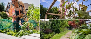 Landskapsarkitekten visar sin trädgård – "kunskap från mitt yrke" ✓ Tips ✓ Otippade odlingarna