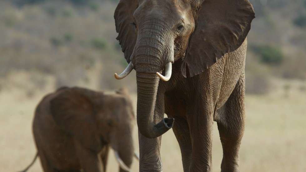 Arkivbild, elefant i Kenya.