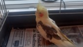 Papegoja flög in i släpvagn – polisen söker ägaren