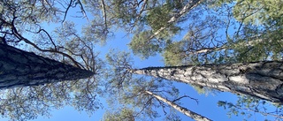 Hög tid att klimatanpassa Norrbottens skogar