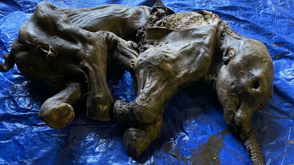 Den mumifierade och välbehållna mammutungen som hittades i Kanada.