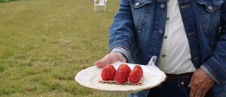 Här är odlarens succémacka: jordgubbar på knäckebröd