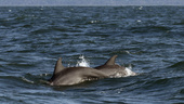 Död delfin hittad norr om Kalmar