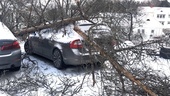 Träd föll och knäcktes över familjens bilar i ovädret