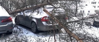 Träd föll och knäcktes över familjens bilar i ovädret