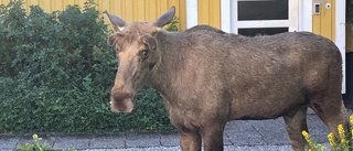 Hjälp den stackars älgen på Söder!