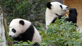 Kina kan låna ut pandor till USA igen