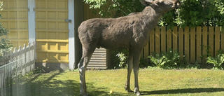 Överdrift att se älgen som utrotningshotad