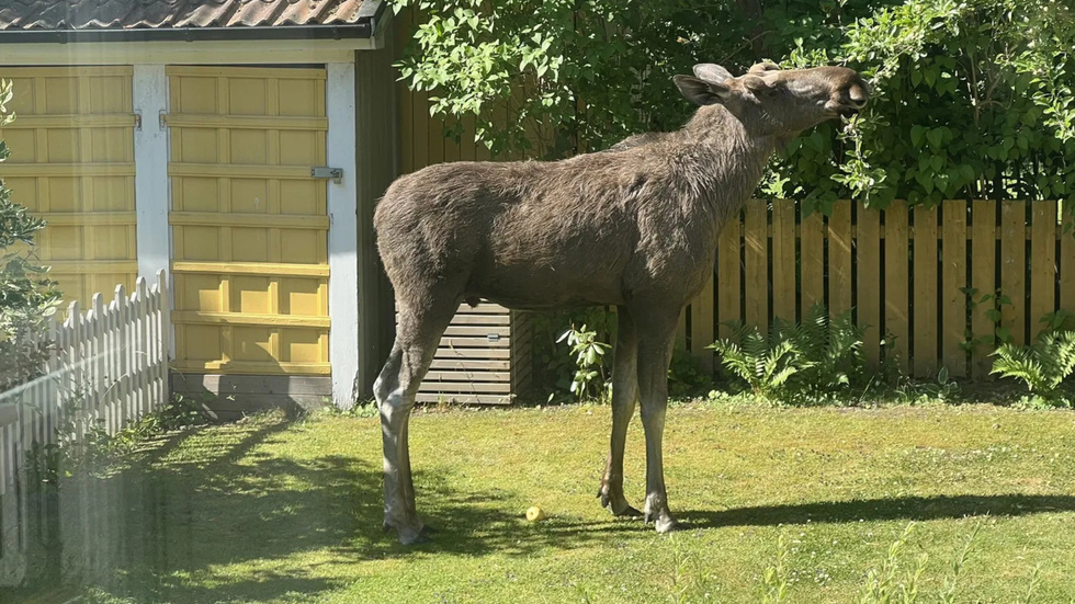 Söderälgen i Eskilstuna i färd med att mumsa i en trädgård.