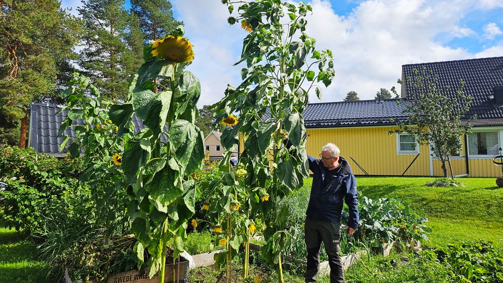 Är det här Norrbottens högsta solros?