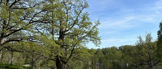 Åk på safari – upptäck några av Östergötlands mest sevärda träd