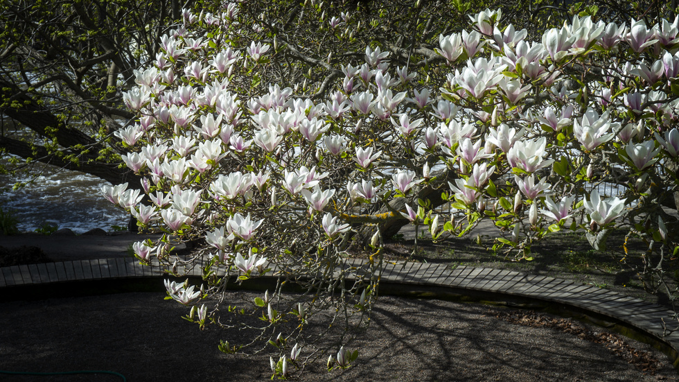 
Magnoliaträden vid Nyköpingsån är några av de uppskattade växterna i centrala Nyköping. Arkivbild