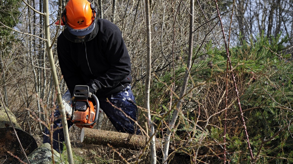 Obos har inlett arbeten med röjning i skogen för att ge bättre förutsättningar för skogens och de äldre trädens utveckling. Detta är alltså inte som skribenten skriver någon slutavverkning som skett, skriver Jimmy Bäckström och Marcus Söderström från Obos. Genrebild.