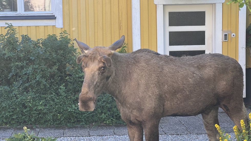 Kommunjägaren beskriver älgen som vistas på Söder som lugn, nyfiken och vänligt inställd. Men han är rädd att det kan ändras om människor behandlar den illa.