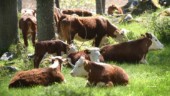 Tjurar från före detta Gotlands djurfristad söker nya hem • Köpta av djurförening på fastlandet