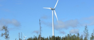 Ny rapport: vindkraften påverkar renarnas vandringsvägar