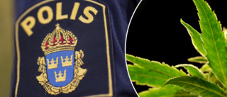 Eskilstunaman odlade marijuana i tält i lägenheten: "Det hann aldrig bli något ordentligt av projektet"