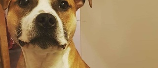 Hunden Ozzy fick i sig knark – kämpar för sitt liv: "Vill varna andra"
