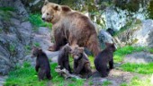 El till björnarna utslagen