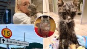 Mirakelkatten Larmet kom tillbaka efter åtta år – hittades på soptipp: "Ett litet skelett som vill ha kärlek"