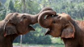 Sri Lankas plastavfall hotar landets elefanter