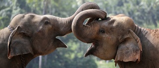 Sri Lankas plastavfall hotar landets elefanter