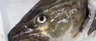 Stopp för fritidsfiske av torsk i Östersjön