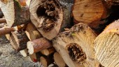 Naturskyddsföreningen kritisk till avverkning i Lötbodalskogen: "Vi vill bli informerade"