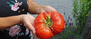 Receptet bakom paret Majic kilostora tomater