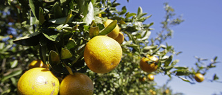 Apelsinmagnat kan stämmas på miljardbelopp