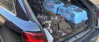 Rekordmånga smuggelhundar stoppas vid gränspassagerna: "Klar och tydlig effekt av pandemin"