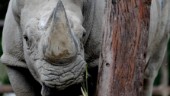 Radioaktivitet ska skydda noshörningar