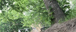 Stångåstaden försummar träden vid renoveringen
