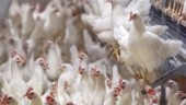 Fler gårdar drabbade av fågelinfluensa