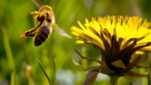Mer pengar ska hjälpa hotade humlor och bin