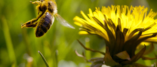Mer pengar ska hjälpa hotade humlor och bin