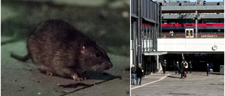 Efter Svandammen – nu invaderar råttorna Resecentrum