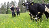 Lantbruk i Renbergsvattnet Årets nötköttsföretag i Västerbotten: ”Blev både överraskad och stolt”