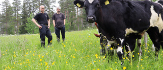 Lantbruk i Renbergsvattnet Årets nötköttsföretag i Västerbotten: ”Blev både överraskad och stolt”