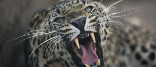 Tårtkast räddade indiska bröder från leopard
