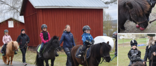 Ridkul på hästrygg i Bredåker en succé: "Intresset blev mycket större än vi trodde"