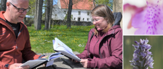 Ny bok visar Gotlands orkidéer med foton och akvareller: "En dröm som gått i uppfyllelse"