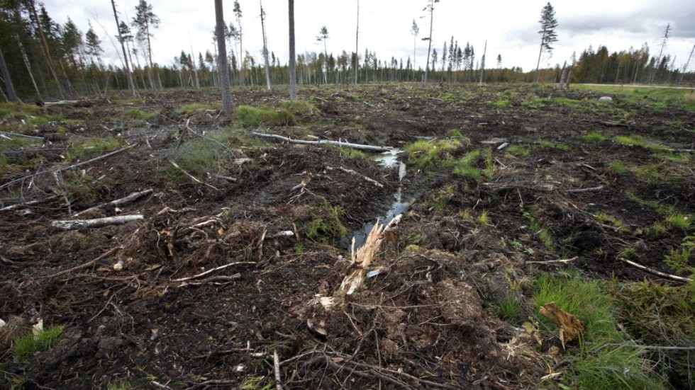 Debattören menar att vi behöver ett nytt skogsbruk i Sverige.