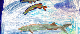 Barnteckning: Abborre och gädda i Alviksträsk